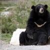 Образ жизни и среда обитания гималайского медведя